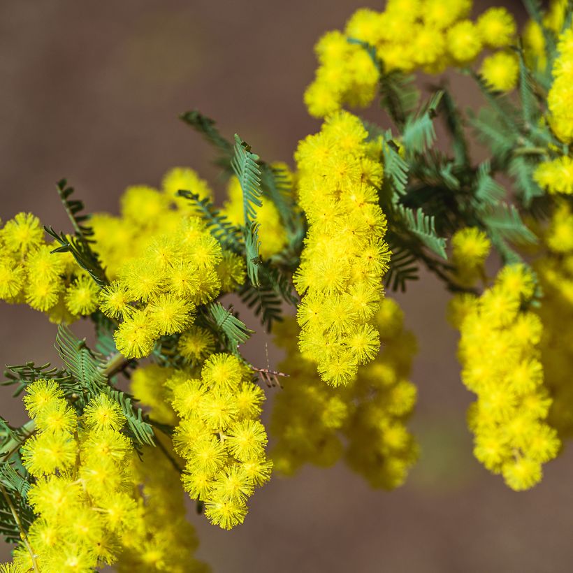 Acacia baileyana - Mimosa (Bloei)