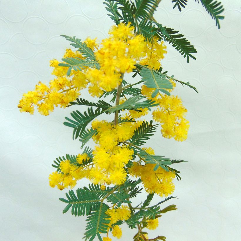 Acacia baileyana Purpurea - Mimosa (Flowering)