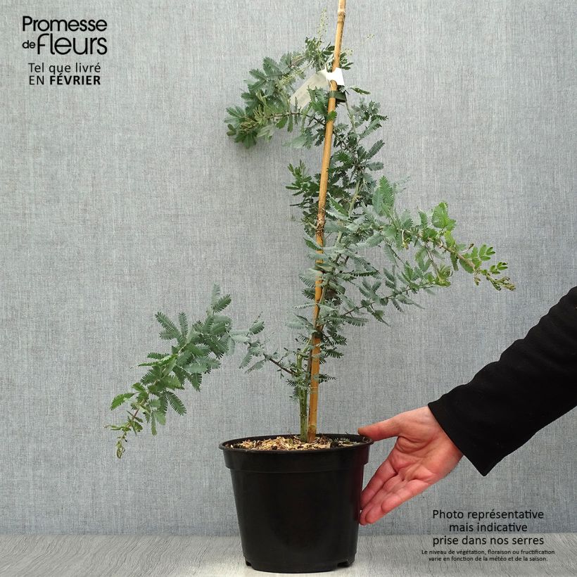 Example of Acacia baileyana Purpurea - Mimosa Pot van 3 l/4 l as you get in hiver