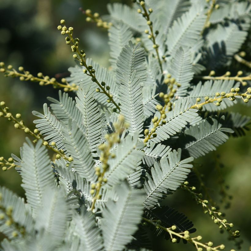 Acacia baileyana Songlines® - Mimosa (Foliage)