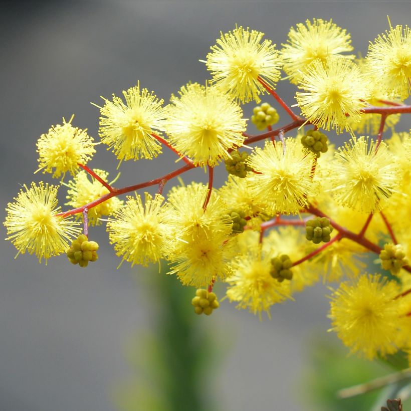 Acacia baileyana Songlines® - Mimosa (Flowering)