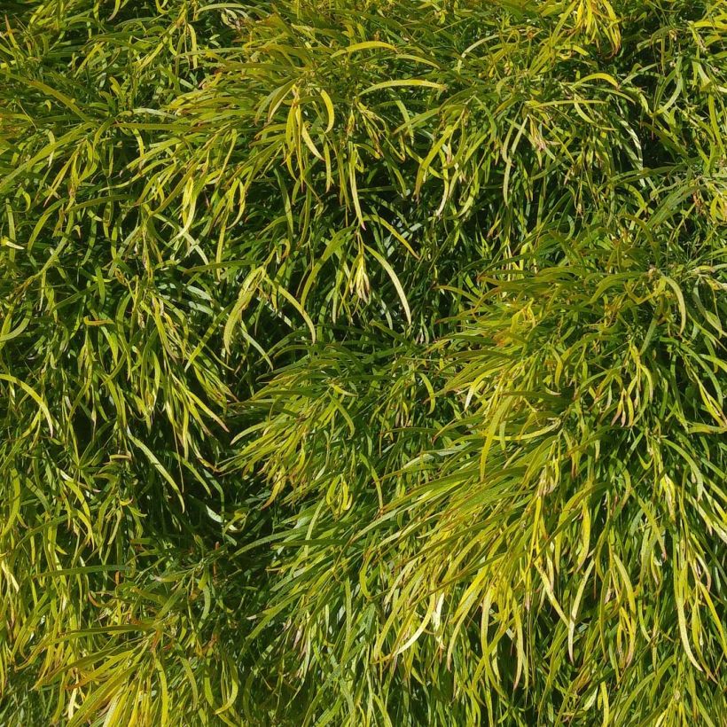 Acacia cognata Limelight - Mimosa (Foliage)