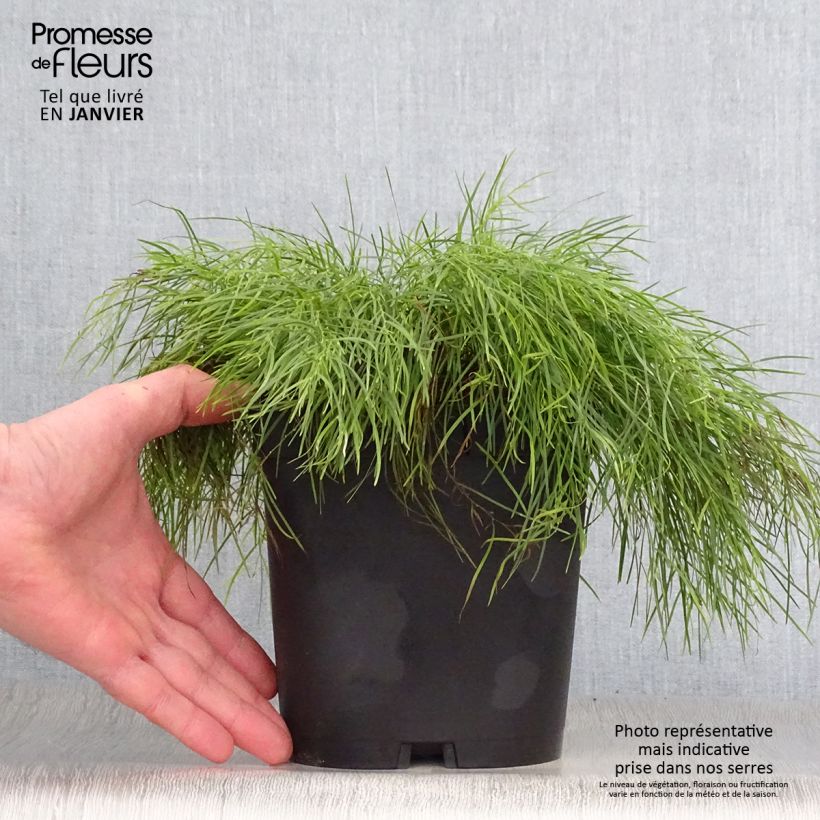 Example of Acacia cognata Limelight - Mimosa Pot van 3 l/4 l as you get in hiver