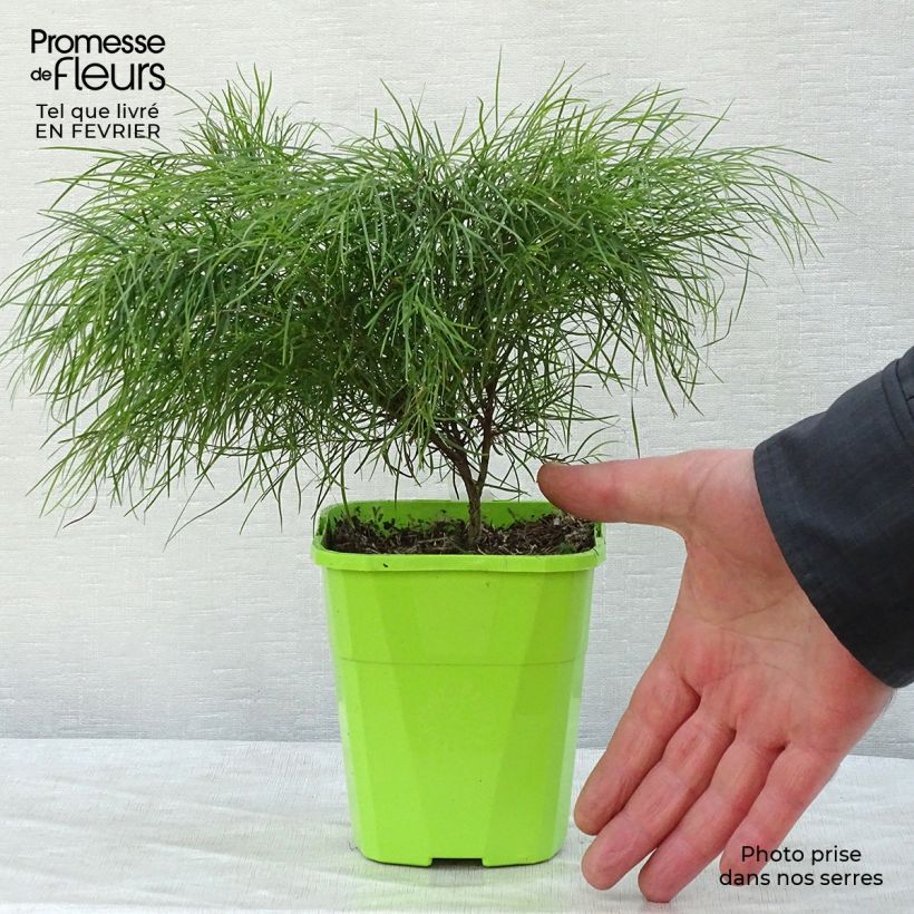 Example of Acacia cognata Limelight - Mimosa Pot van 1 l/1,5 l as you get in hiver
