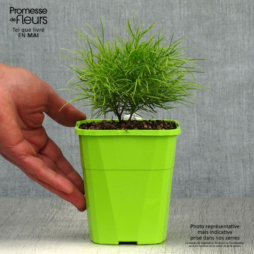 Exemplaar van Acacia cognata Limelight - Mimosa Pot van 1 l/1,5 l zoals geleverd in de lente