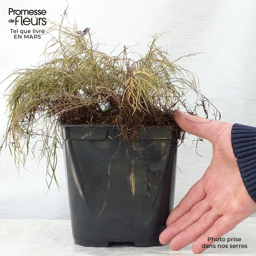 Exemplaar van Acacia cognata Limelight - Mimosa Pot van 3 l/4 l zoals geleverd in de lente