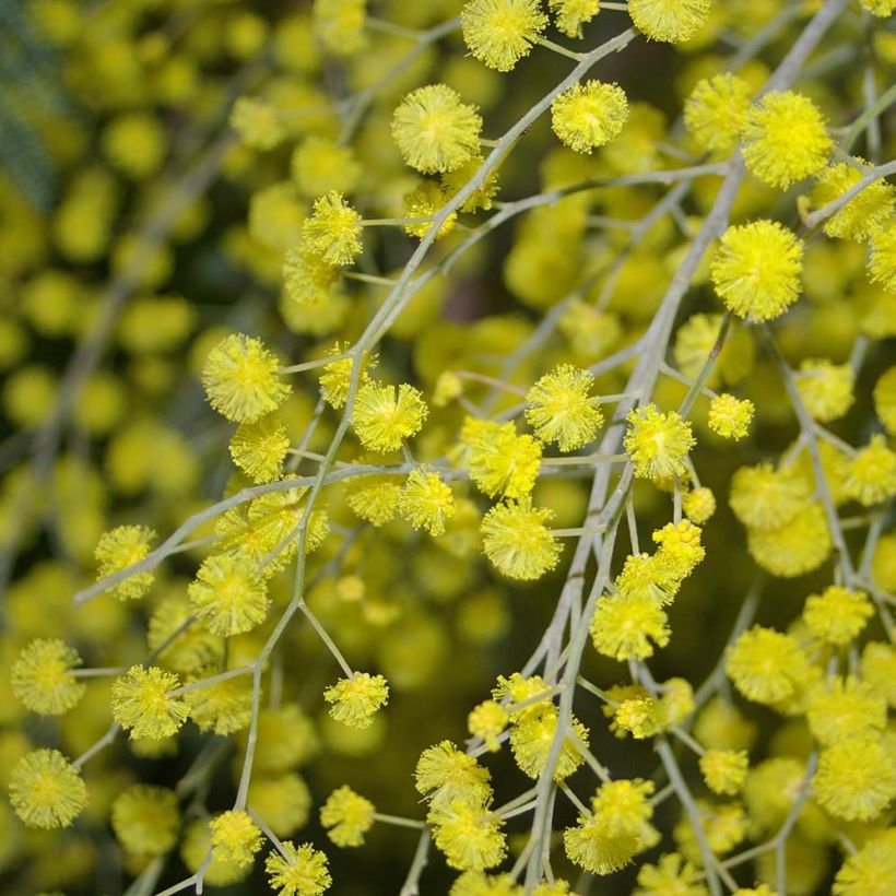 Acacia dealbata Mimosa - Mimosa (Bloei)