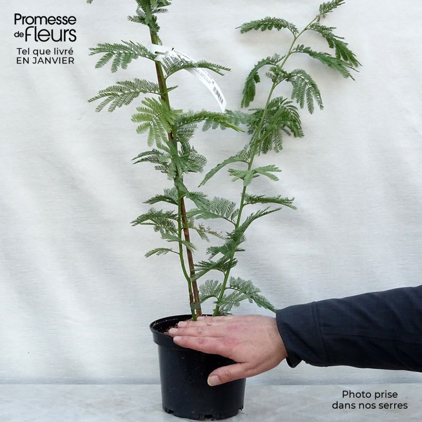 Example of Acacia dealbata Gaulois Astier - Mimosa Pot van 2 l/3 l as you get in hiver