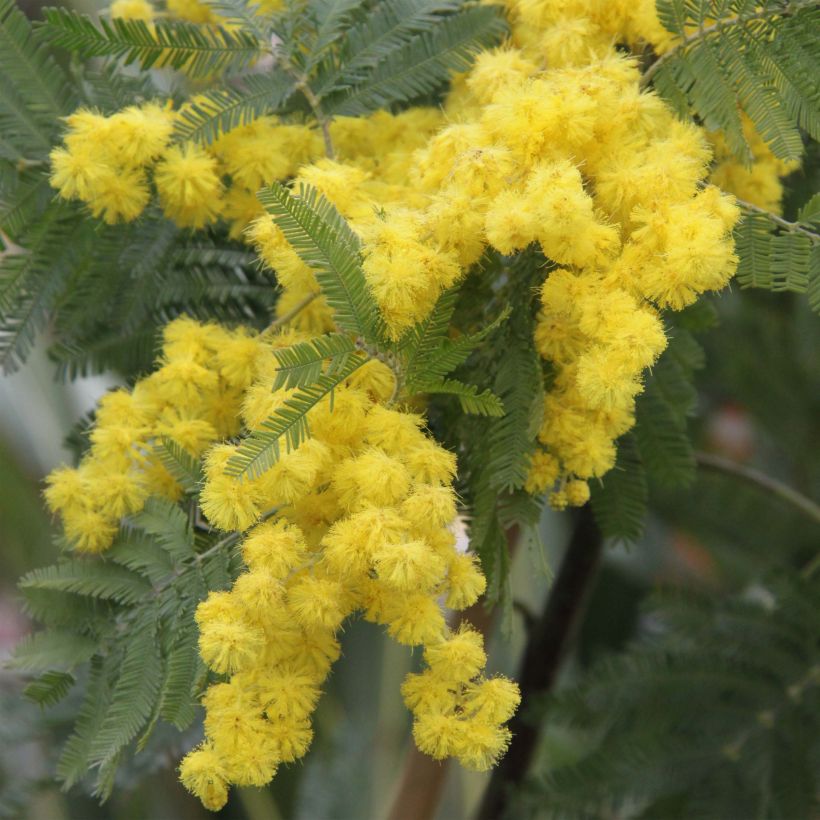 Acacia dealbata Gaulois Astier - Mimosa (Flowering)