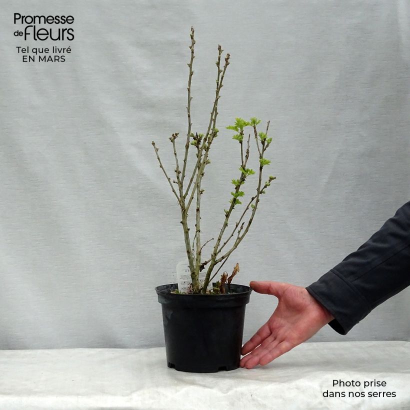 Exemplaar van Caragana arborescens - Erwtenstruik Pot van 2 l/3 l zoals geleverd in de lente