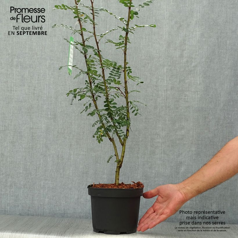 Exemplaar van Caragana arborescens - Erwtenstruik Pot van 2 l/3 l zoals geleverd in de herfst