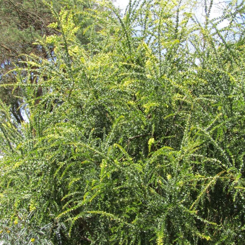 Acacia pravissima - Mimosa (Plant habit)