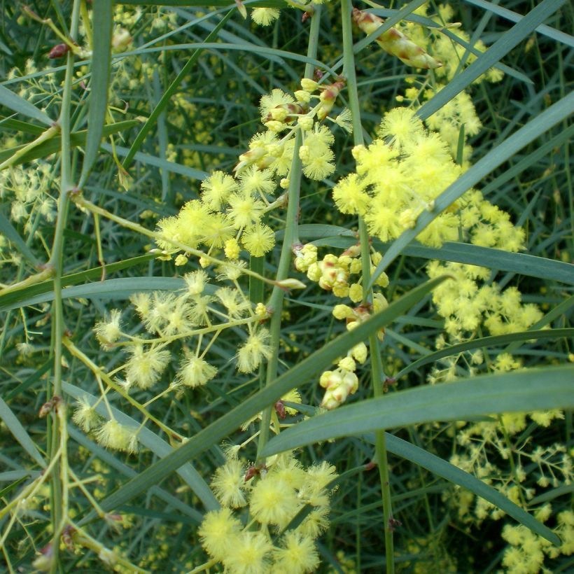 Acacia iteaphylla - Mimosa (Flowering)