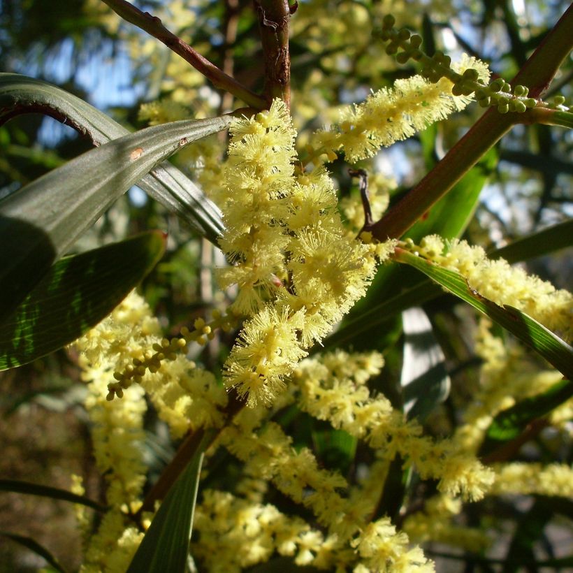 Acacia longifolia - Mimosa (Flowering)