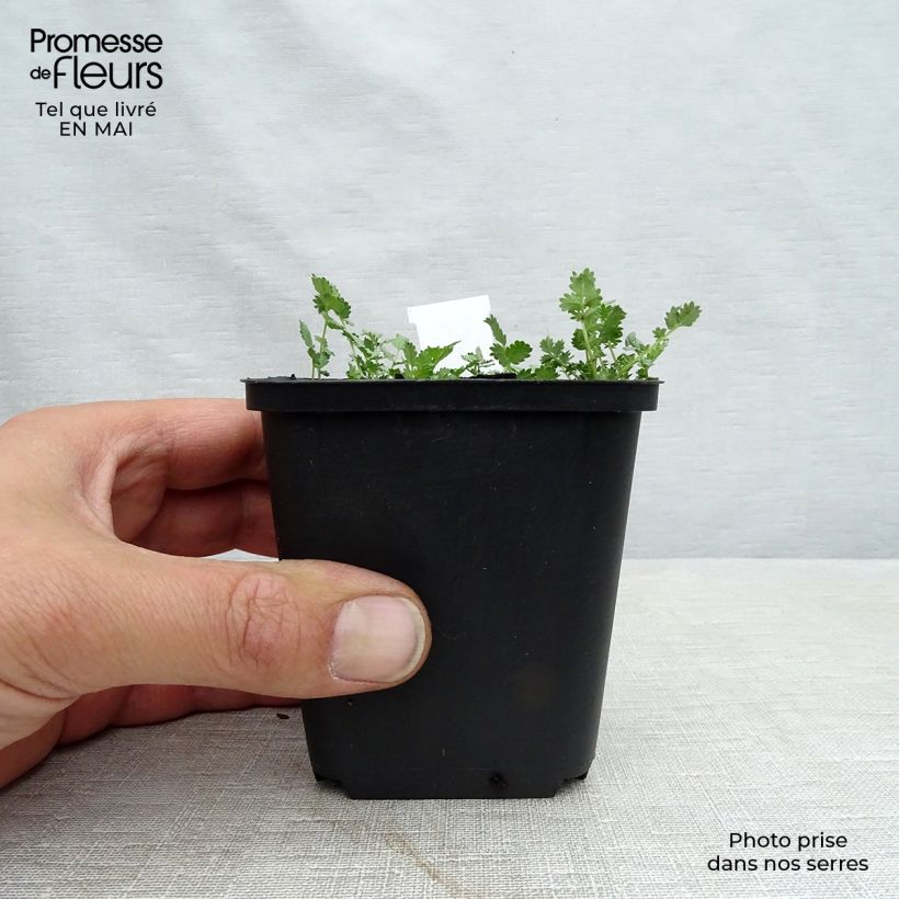 Exemplaar van Acaena buchananii - Stekelnootje Kweekpotje van 8/9 cm zoals geleverd in de lente