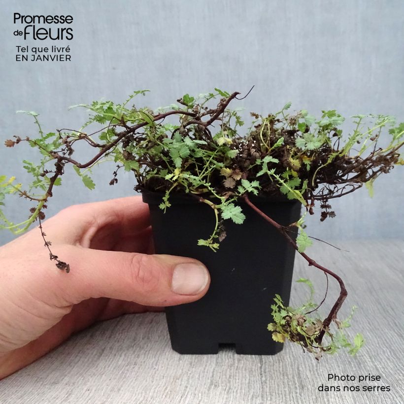 Example of Acaena buchananii - Lampourde Kweekpotje van 8/9 cm as you get in hiver