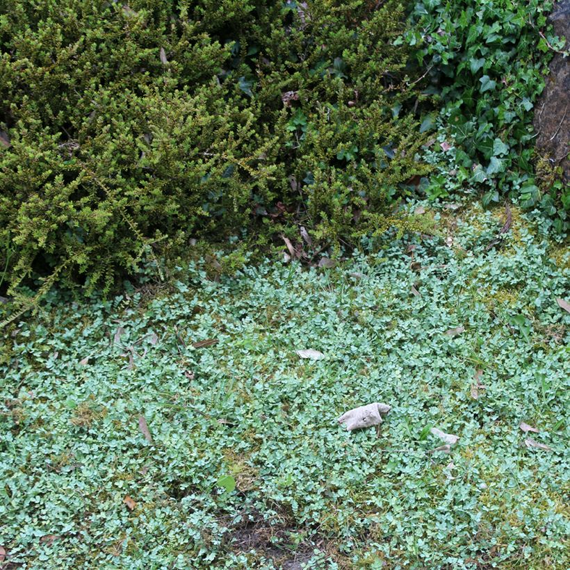 Acaena buchananii - Stekelnootje (Groeiplaats)