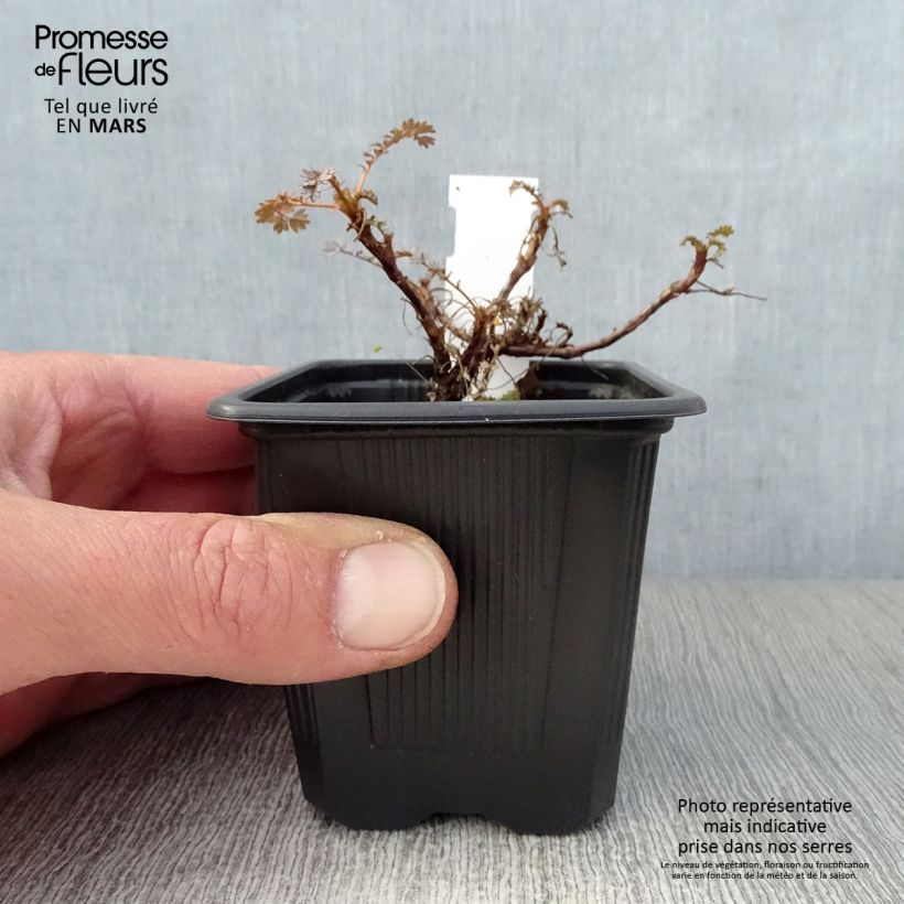 Exemplaar van Acaena saccaticupula Blue Haze - Stekelnootje Kweekpotje van 8/9 cm zoals geleverd in de lente