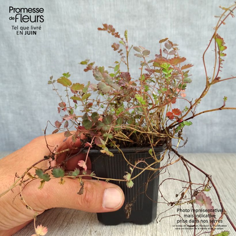 Exemplaar van Acaena inermis Purpurea - Stekelnootje Kweekpotje van 8/9 cm zoals geleverd in de zomer