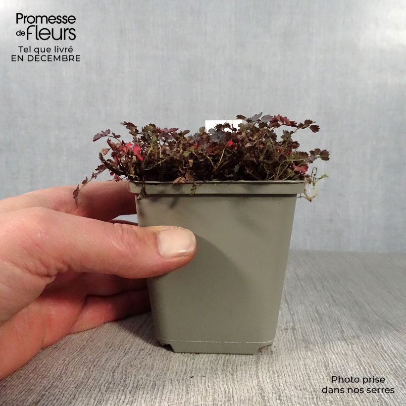 Example of Acaena inermis Purpurea - Lampourde Kweekpotje van 8/9 cm as you get in hiver