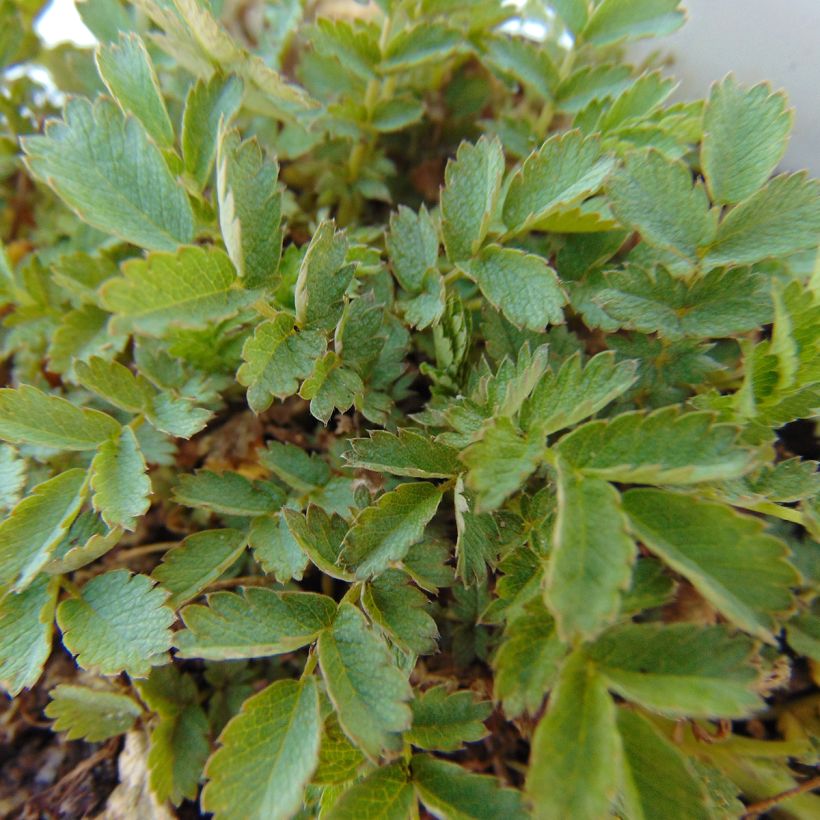 Acaena magellanica - Stekelnootje (Foliage)