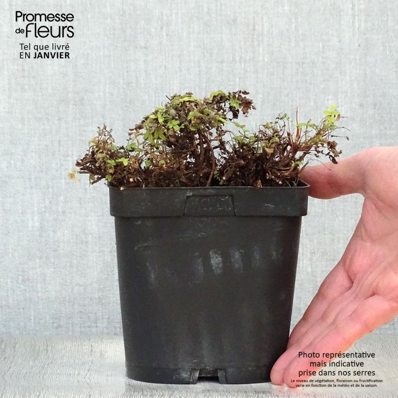 Example of Acaena magellanica - Stekelnootje Pot van 2 l/3 l as you get in hiver