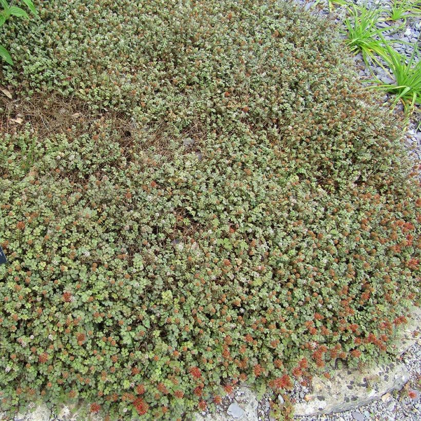 Acaena microphylla Dichte Matte - Stekelnootje (Plant habit)