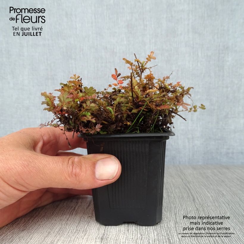 Exemplaar van Acaena microphylla Dichte Matte - Stekelnootje Kweekpotje van 8/9 cm zoals geleverd in de zomer