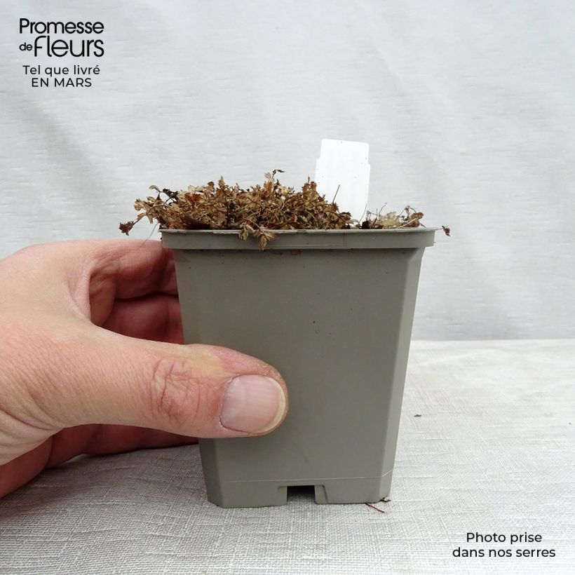 Example of Acaena microphylla Kupferteppich Kweekpotje van 8/9 cm as you get in hiver