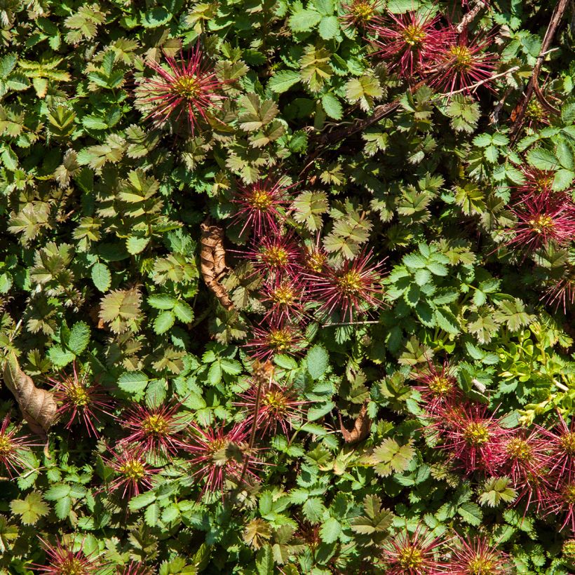 Acaena microphylla Dichte Matte - Stekelnootje (Blad)