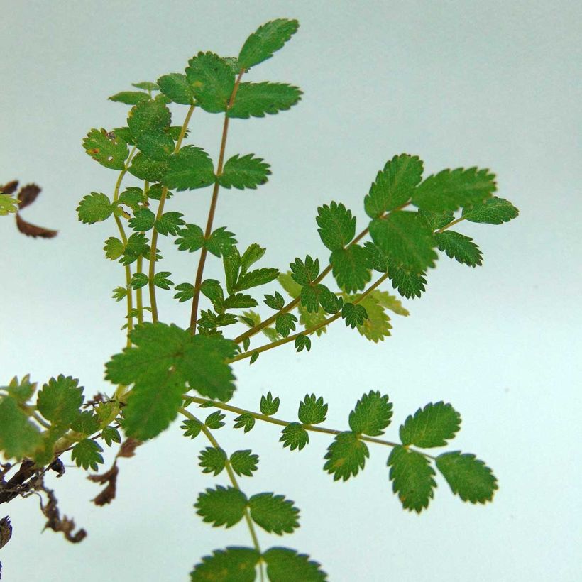 Acaena microphylla Kupferteppich - Stekelnootje (Foliage)