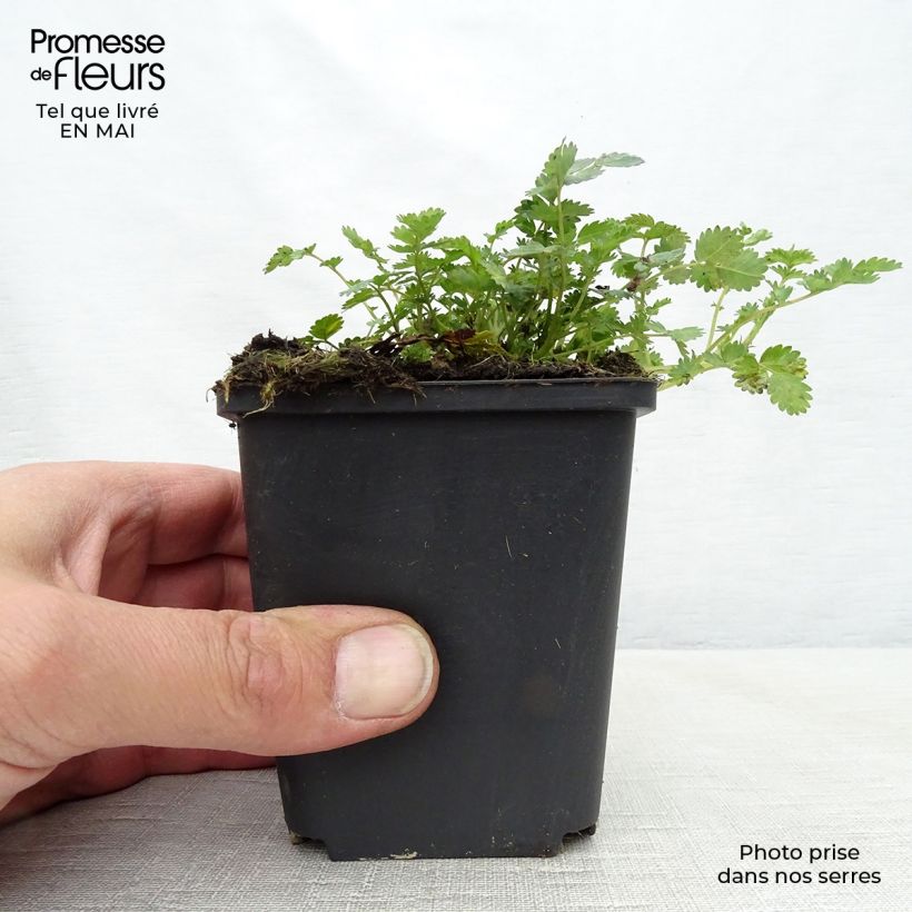 Exemplaar van Acaena microphylla Kupferteppich - Stekelnootje Kweekpotje van 8/9 cm zoals geleverd in de lente