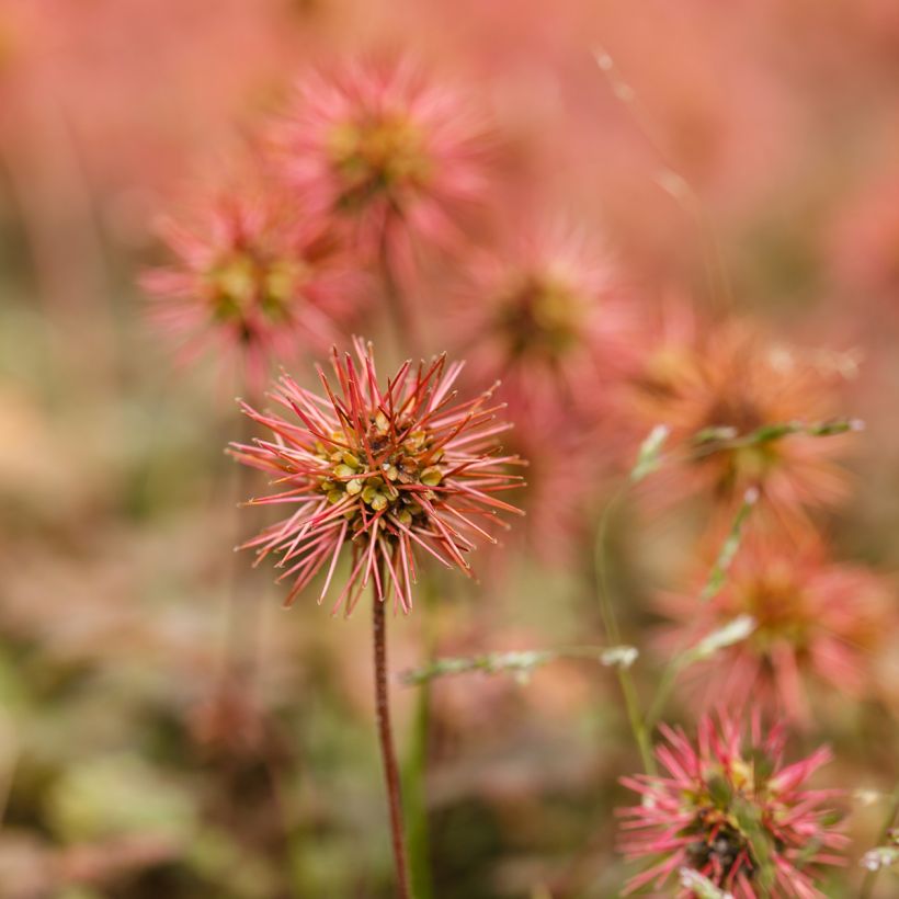 Acaena microphylla Kupferteppich - Stekelnootje (Bloei)