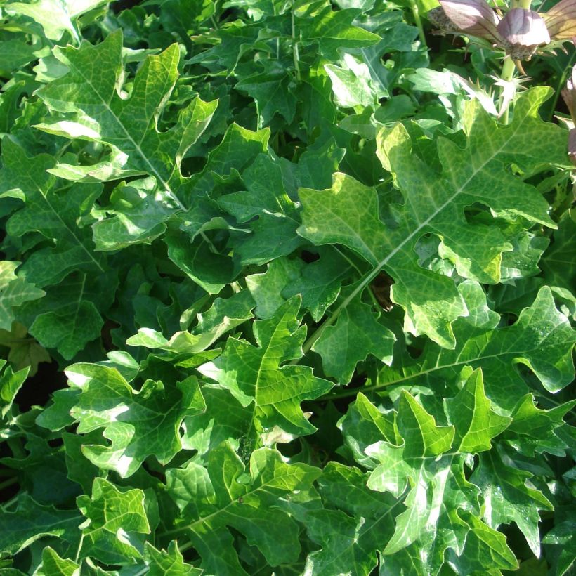 Acanthus hungaricus - Hongaarse berenklauw (Foliage)