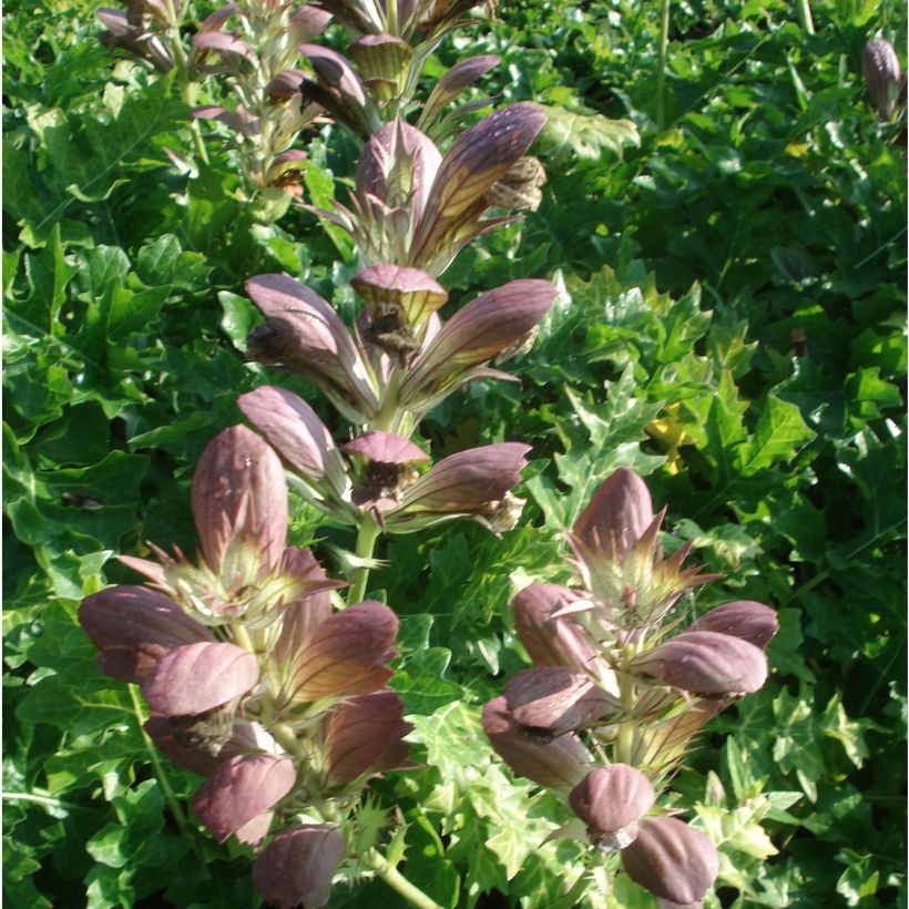 Acanthus hungaricus - Hongaarse berenklauw (Flowering)