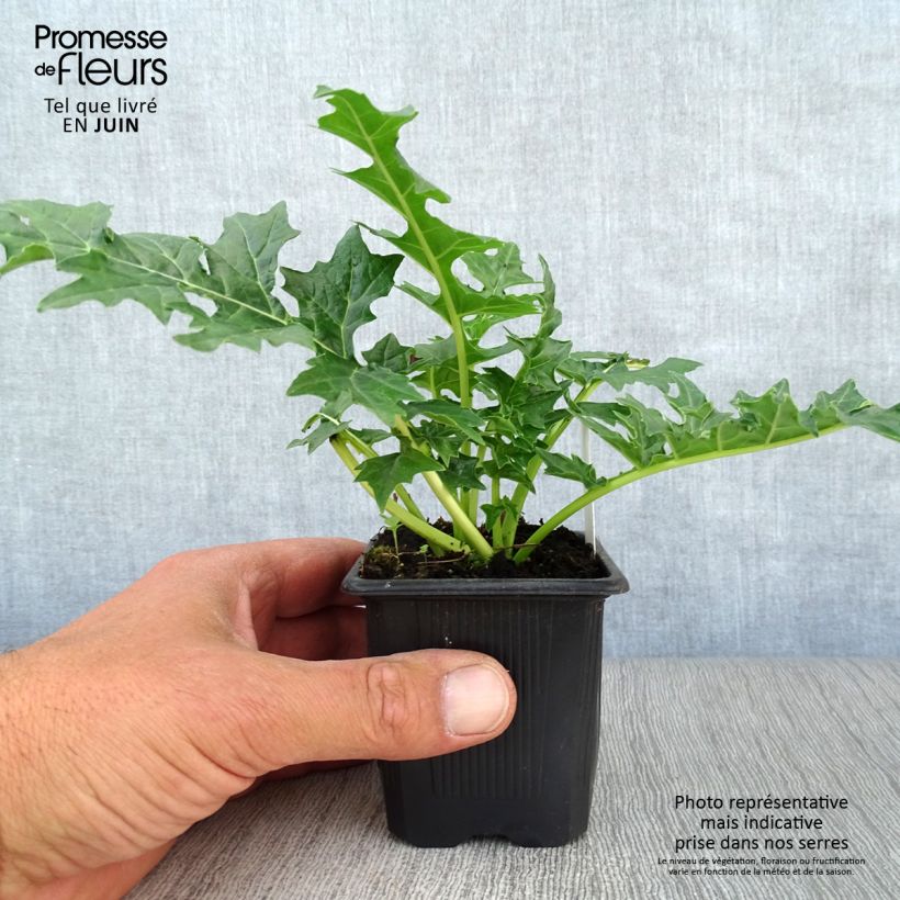 Exemplaar van Acanthus hungaricus - Hongaarse berenklauw Kweekpotje van 8/9 cm zoals geleverd in de zomer