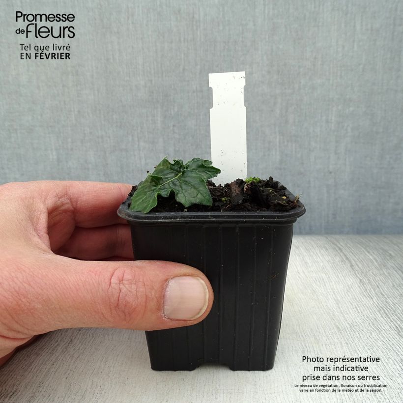 Example of Acanthe de Hongrie White Lips Kweekpotje van 8/9 cm as you get in hiver