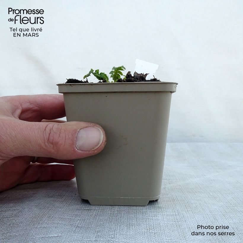 Exemplaar van Acanthus hungaricus - Hongaarse berenklauw Kweekpotje van 8/9 cm zoals geleverd in de lente