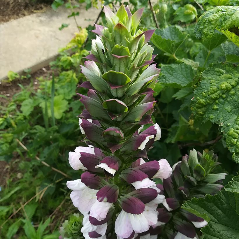 Acanthus hungaricus - Hongaarse berenklauw (Bloei)