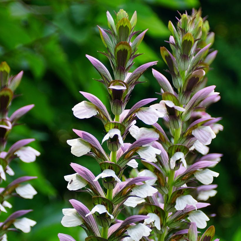 Acanthus Morning Candle - Berenklauw (Bloei)