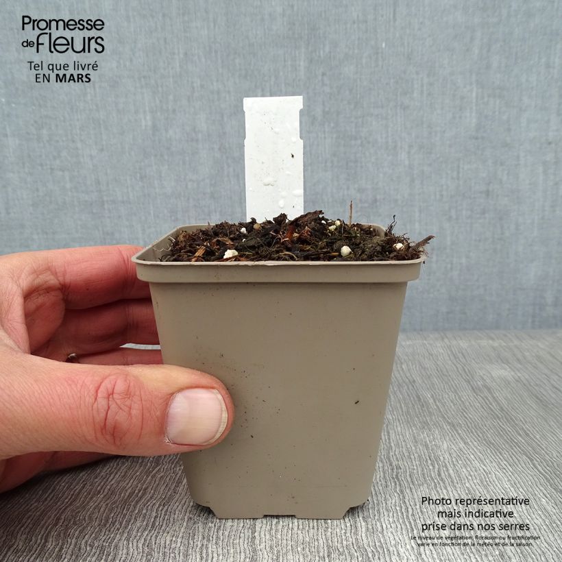 Example of Acanthe mollis Latifolius Kweekpotje van 8/9 cm as you get in hiver