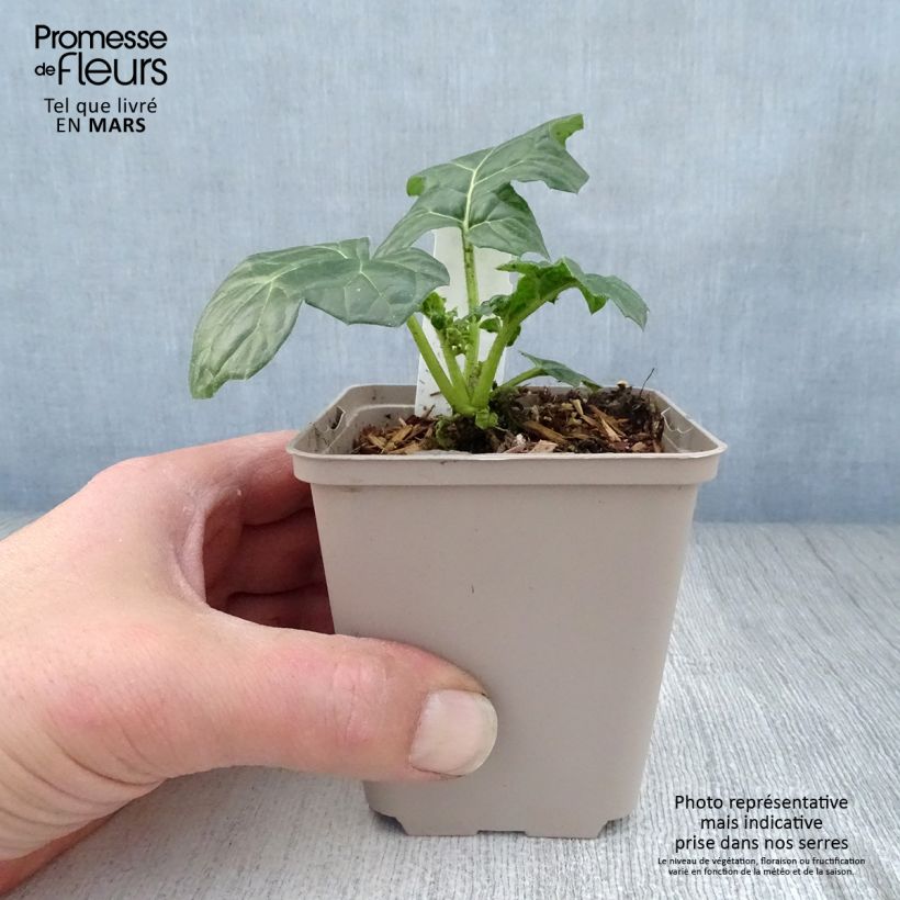 Exemplaar van Acanthus mollis Latifolius - Berenklauw Kweekpotje van 8/9 cm zoals geleverd in de lente