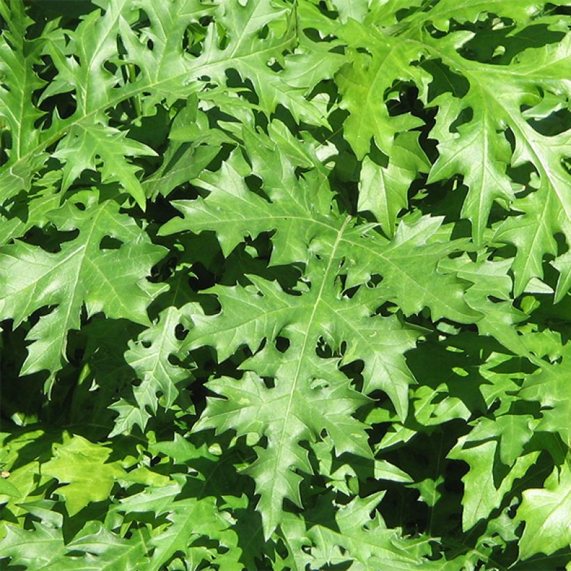 Acanthus spinosus - Doornige berenklauw (Foliage)