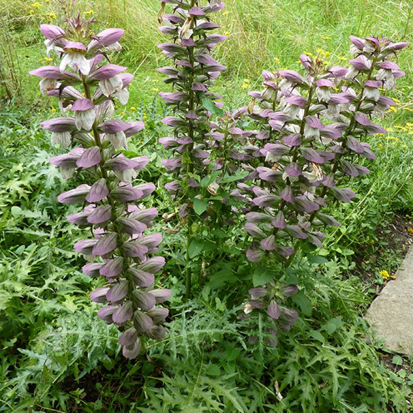 Acanthus spinosus - Doornige berenklauw (Flowering)