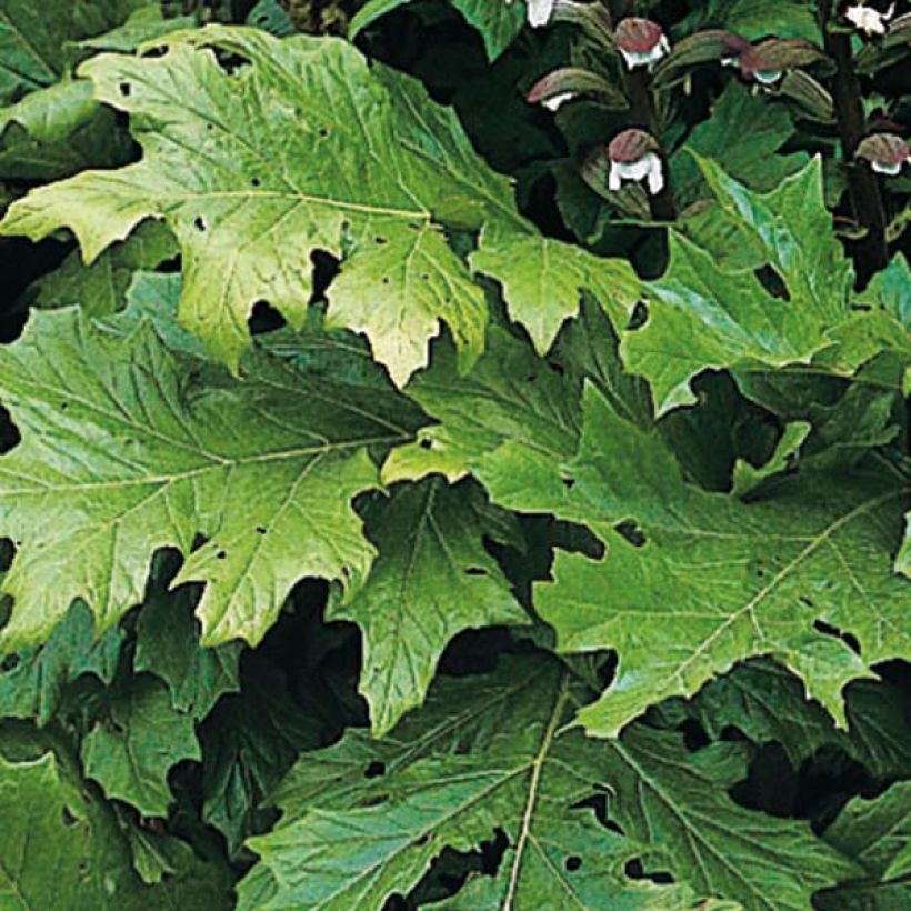 Acanthus mollis - Berenklauw (Foliage)
