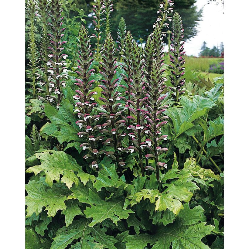Acanthus mollis - Berenklauw (Plant habit)