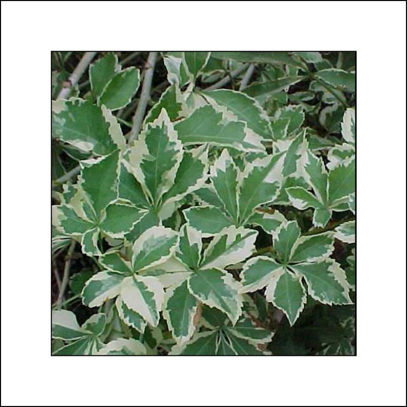 Acanthopanax sieboldii Variegatus - Eleutherococcus (Foliage)