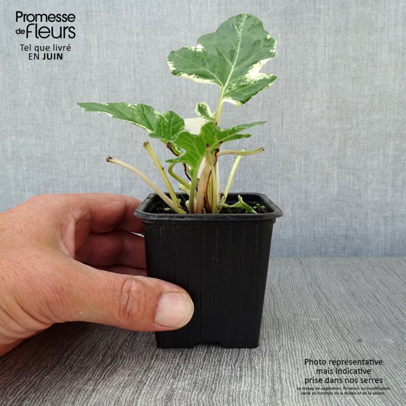 Exemplaar van Acanthus mollis Whitewater - Berenklauw Kweekpotje van 7/8 cm zoals geleverd in de zomer