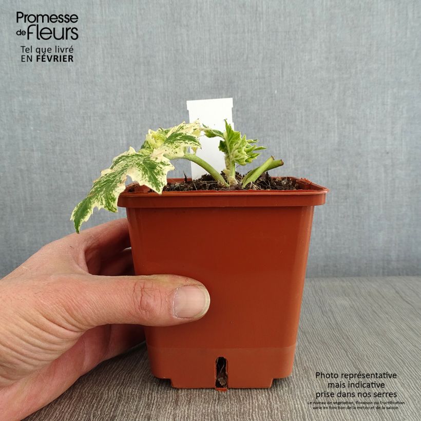 Example of Acanthus mollis Whitewater - Berenklauw Pot van 1 l/1,5 l as you get in hiver