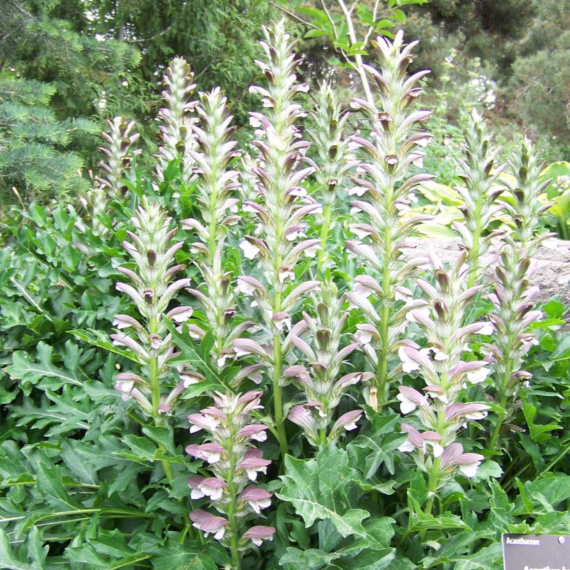 Acanthus hungaricus White Lips - Hongaarse berenklauw (Plant habit)